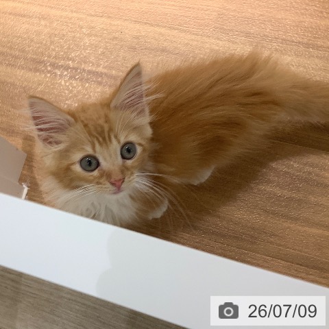 大阪府のノルウェージャンフォレストキャット (ペットプラス りんくう泉南店/2026年4月17日生まれ/男の子/レッドタビーホワイト)の子猫の3枚目の画像