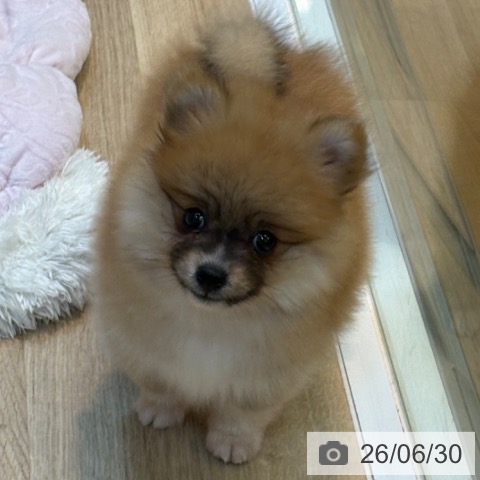 京都府のポメラニアン (ペットプラス イオンモールKYOTO店/2026年4月30日生まれ/男の子/オレンジ)の子犬の4枚目の画像