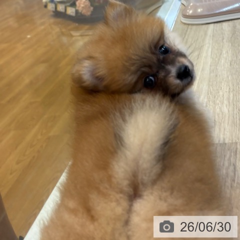 京都府のポメラニアン (ペットプラス イオンモールKYOTO店/2026年4月30日生まれ/男の子/オレンジ)の子犬の3枚目の画像