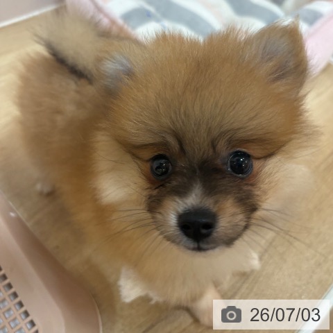 京都府のポメラニアン (ペットプラス イオンモールKYOTO店/2026年4月30日生まれ/男の子/オレンジ)の子犬の3枚目の画像