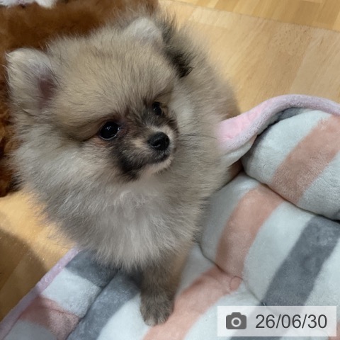 ポメラニアンの写真