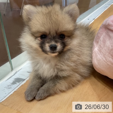 奈良県のポメラニアン (ペットプラス 大和郡山店/2026年4月30日生まれ/女の子/ウルフセーブル)の子犬の3枚目の画像
