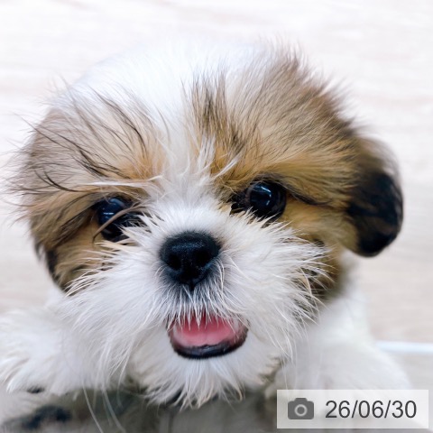 京都府のシーズー (ペットプラス 京都桂川店/2026年4月16日生まれ/男の子/ゴールドホワイト)の子犬の3枚目の画像