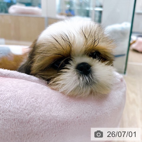 京都府のシーズー (ペットプラス 京都桂川店/2026年4月16日生まれ/男の子/ゴールドホワイト)の子犬の3枚目の画像