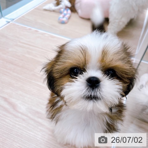 京都府のシーズー (ペットプラス 京都桂川店/2026年4月16日生まれ/男の子/ゴールドホワイト)の子犬の3枚目の画像