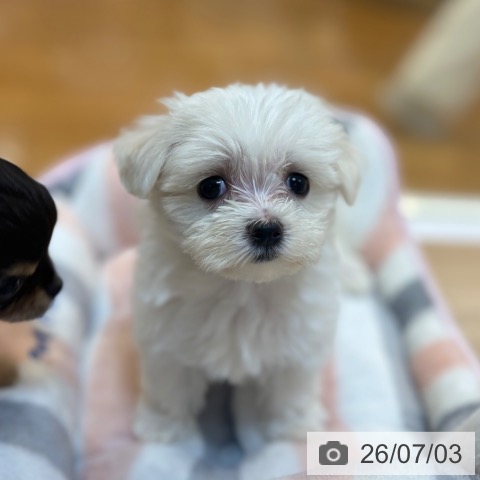 京都府のマルチーズ (ペットプラス イオンモールKYOTO店/2026年4月28日生まれ/女の子/ホワイト)の子犬の4枚目の画像