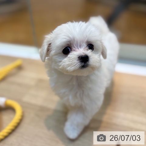 京都府のマルチーズ (ペットプラス イオンモールKYOTO店/2026年4月28日生まれ/女の子/ホワイト)の子犬の3枚目の画像