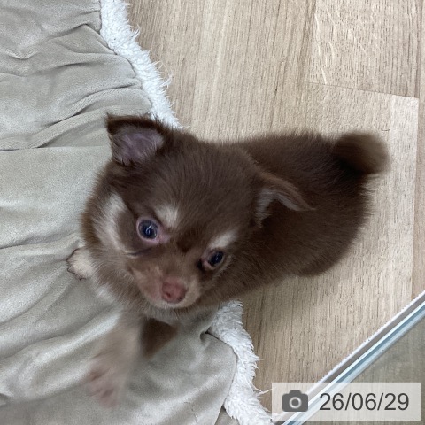 大阪府のチワワ(ロング) (ペットプラス りんくう泉南店/2026年4月30日生まれ/男の子/チョコレートタンホワイト)の子犬の3枚目の画像