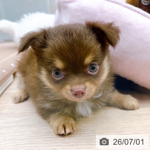 京都府のチワワ(ロング) (ペットプラス 京都桂川店/2026年4月30日生まれ/男の子/チョコレートタンホワイト)の子犬の3枚目の画像