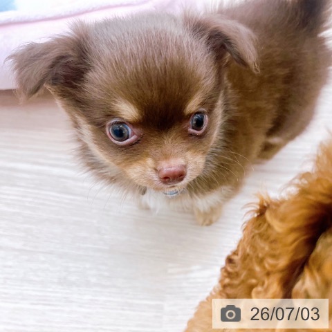 京都府のチワワ(ロング) (ペットプラス 京都桂川店/2026年4月30日生まれ/男の子/チョコレートタンホワイト)の子犬の3枚目の画像
