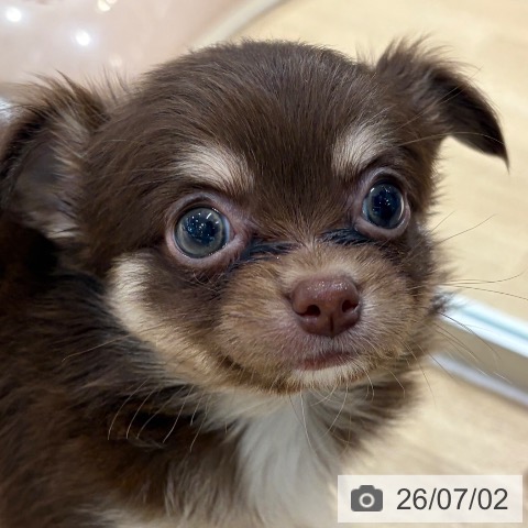 大阪府のチワワ(ロング) (ペットプラス イオン大日店/2026年4月30日生まれ/男の子/チョコレートタンホワイト)の子犬の4枚目の画像