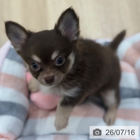大阪府のチワワ(ロング) (ペットプラス イオン大日店/2026年4月30日生まれ/男の子/チョコレートタンホワイト)の子犬の3枚目の画像