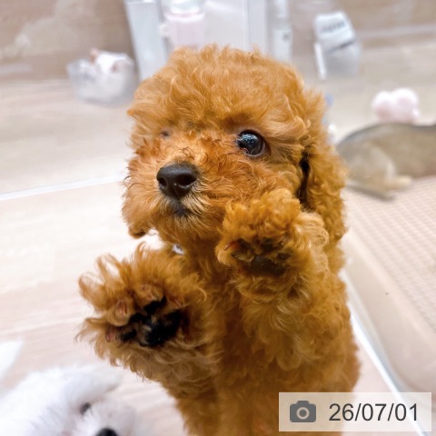 京都府のトイプードル(トイ) (ペットプラス 京都桂川店/2026年4月30日生まれ/男の子/レッド)の子犬の4枚目の画像