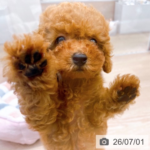 京都府のトイプードル(トイ) (ペットプラス 京都桂川店/2026年4月30日生まれ/男の子/レッド)の子犬の3枚目の画像