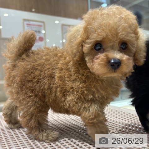 大阪府のトイプードル(トイ) (ペットプラス イオン大日店/2026年4月30日生まれ/男の子/レッド)の子犬の4枚目の画像