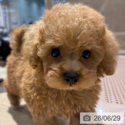 大阪府のトイプードル(トイ) (ペットプラス イオン大日店/2026年4月30日生まれ/男の子/レッド)の子犬の3枚目の画像