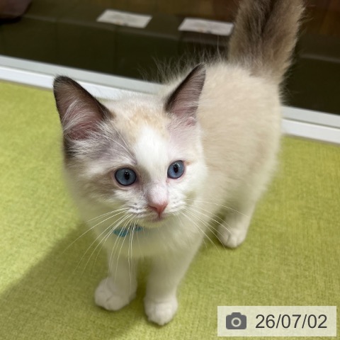 ラグドールの写真