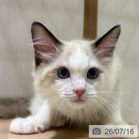 ラグドールの写真