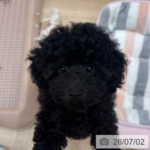 大阪府のトイプードル(トイ) (ペットプラス 鶴見店/2026年4月22日生まれ/女の子/ブラック)の子犬の3枚目の画像