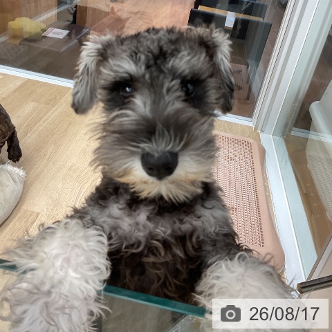 大阪府のミニチュアシュナウザー (ペットプラス りんくう泉南店/2026年4月26日生まれ/女の子/ソルトペッパー)の子犬の4枚目の画像
