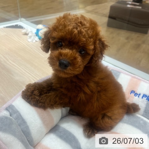 大阪府のトイプードル(トイ) (ペットプラス 堺鉄砲町店/2026年5月1日生まれ/男の子/レッド)の子犬の4枚目の画像