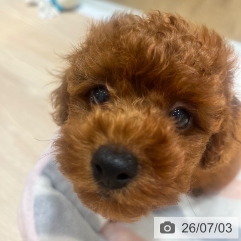 大阪府のトイプードル(トイ) (ペットプラス 堺鉄砲町店/2026年5月1日生まれ/男の子/レッド)の子犬の3枚目の画像