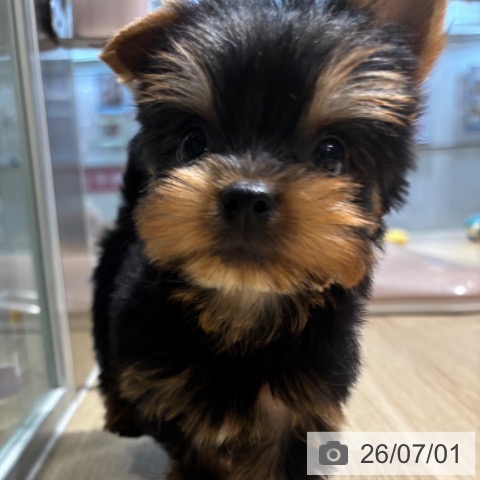 大阪府のヨークシャーテリア (ペットプラス イオン大日店/2026年4月30日生まれ/男の子/スチールブルータン)の子犬の4枚目の画像