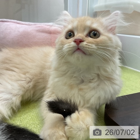 大阪府のラガマフィン (ペットプラス ららぽーと和泉店/2026年4月17日生まれ/男の子/クリームタビー)の子猫の4枚目の画像