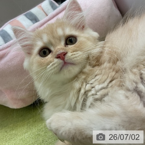 大阪府のラガマフィン (ペットプラス ららぽーと和泉店/2026年4月17日生まれ/男の子/クリームタビー)の子猫の3枚目の画像