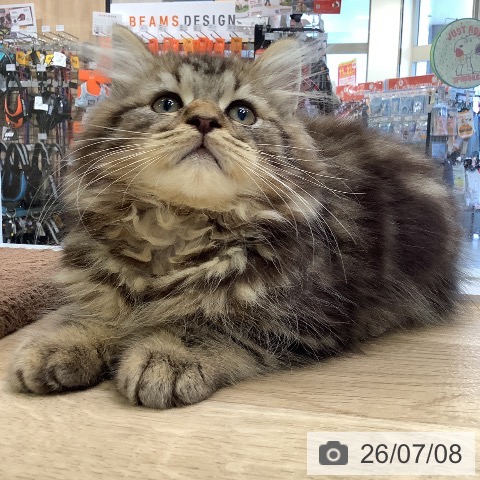 兵庫県のラガマフィン (ペットプラス 明石店/2026年4月23日生まれ/男の子/ブラウンタビーホワイト)の子猫の3枚目の画像