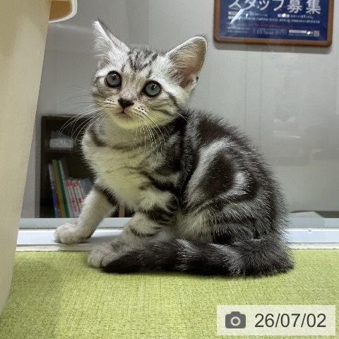大阪府のアメリカンショートヘアー (ペットプラス ららぽーと和泉店/2026年4月23日生まれ/女の子/シルバータビー)の子猫の3枚目の画像