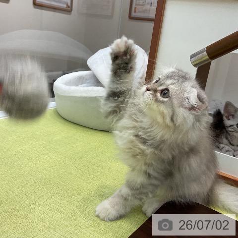 大阪府のスコティッシュフォールド (ペットプラス ららぽーと和泉店/2026年4月20日生まれ/女の子/シルバーパッチドタビー)の子猫の4枚目の画像