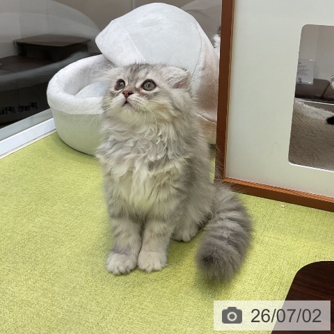 大阪府のスコティッシュフォールド (ペットプラス ららぽーと和泉店/2026年4月20日生まれ/女の子/シルバーパッチドタビー)の子猫の3枚目の画像