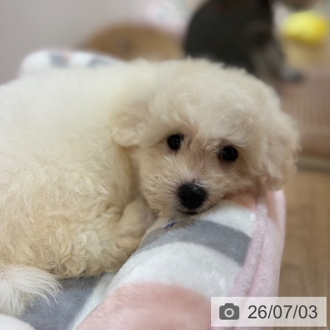 京都府のビションフリーゼ (ペットプラス イオンモールKYOTO店/2026年5月1日生まれ/男の子/ホワイト)の子犬の3枚目の画像