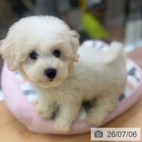 京都府のビションフリーゼ (ペットプラス 醍醐店/2026年5月1日生まれ/男の子/ホワイト)の子犬の4枚目の画像