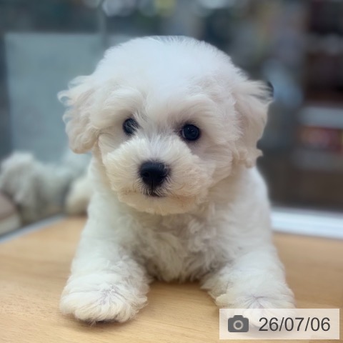 京都府のビションフリーゼ (ペットプラス 醍醐店/2026年5月1日生まれ/男の子/ホワイト)の子犬の3枚目の画像