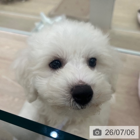 京都府のビションフリーゼ (ペットプラス 京都桂川店/2026年5月1日生まれ/男の子/ホワイト)の子犬の3枚目の画像