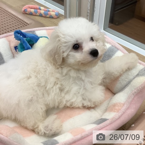 大阪府のビションフリーゼ (ペットプラス りんくう泉南店/2026年4月30日生まれ/女の子/ホワイト)の子犬の3枚目の画像