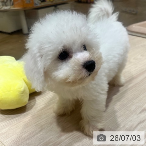 大阪府のビションフリーゼ (ペットプラス 堺鉄砲町店/2026年4月30日生まれ/男の子/ホワイト)の子犬の4枚目の画像