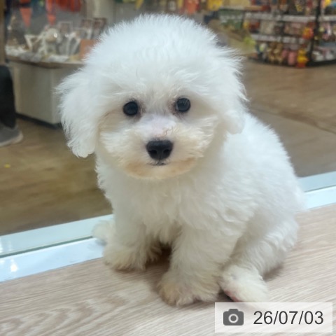 大阪府のビションフリーゼ (ペットプラス 堺鉄砲町店/2026年4月30日生まれ/男の子/ホワイト)の子犬の3枚目の画像
