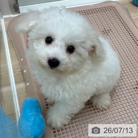 大阪府のビションフリーゼ (ペットプラス 鶴見店/2026年4月30日生まれ/男の子/ホワイト)の子犬の4枚目の画像