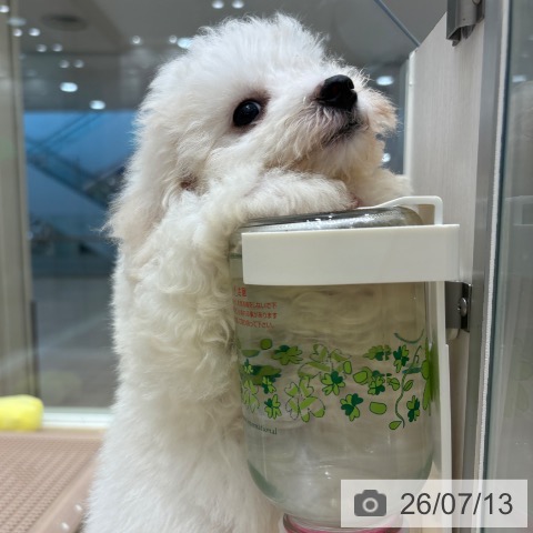 大阪府のビションフリーゼ (ペットプラス 鶴見店/2026年4月30日生まれ/男の子/ホワイト)の子犬の3枚目の画像