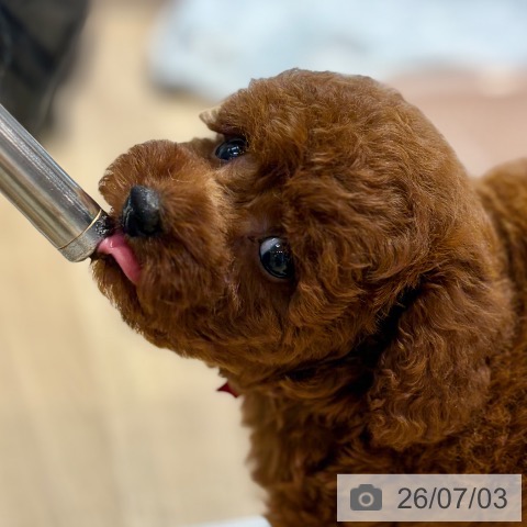トイ・プードルの写真