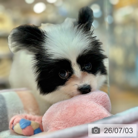 パピヨンの写真