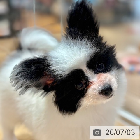 パピヨンの写真