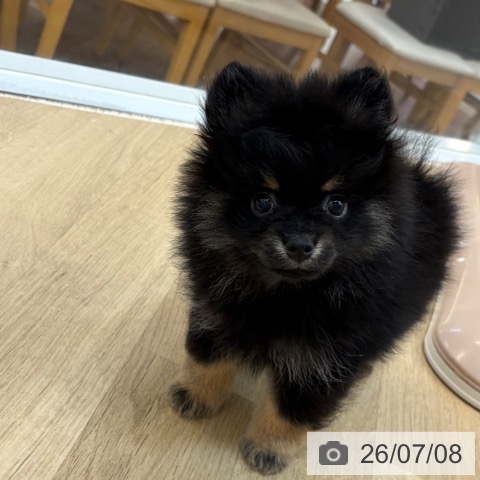 京都府のポメラニアン (ペットプラス 久御山店/2026年5月1日生まれ/男の子/ブラックタン)の子犬の4枚目の画像