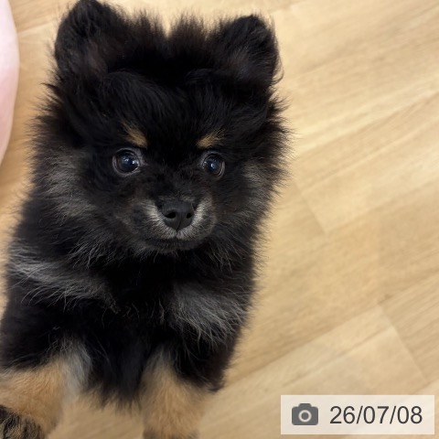 京都府のポメラニアン (ペットプラス 久御山店/2026年5月1日生まれ/男の子/ブラックタン)の子犬の3枚目の画像