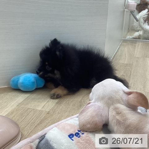 京都府のポメラニアン (ペットプラス 久御山店/2026年5月1日生まれ/男の子/ブラックタン)の子犬の3枚目の画像