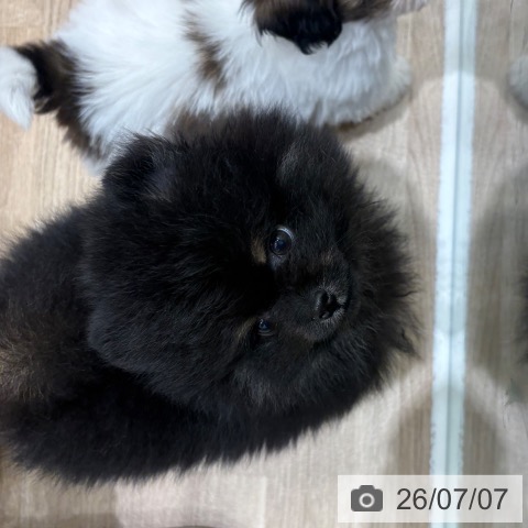 大阪府のポメラニアン (ペットプラス 鶴見店/2026年5月1日生まれ/男の子/ブラックタン)の子犬の4枚目の画像