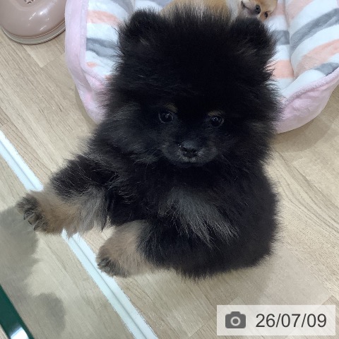 大阪府のポメラニアン (ペットプラス 鶴見店/2026年5月1日生まれ/男の子/ブラックタン)の子犬の3枚目の画像